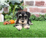 Small Schnauzer (Miniature)