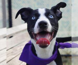 Mutt Dogs for adoption in San Antonio, TX, USA