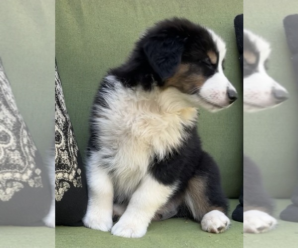 Medium Photo #48 Miniature Australian Shepherd Puppy For Sale in LA CANADA FLINTRIDGE, CA, USA