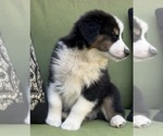 Small Photo #48 Miniature Australian Shepherd Puppy For Sale in LA CANADA FLINTRIDGE, CA, USA