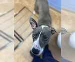 Small #1 Bullboxer Pit