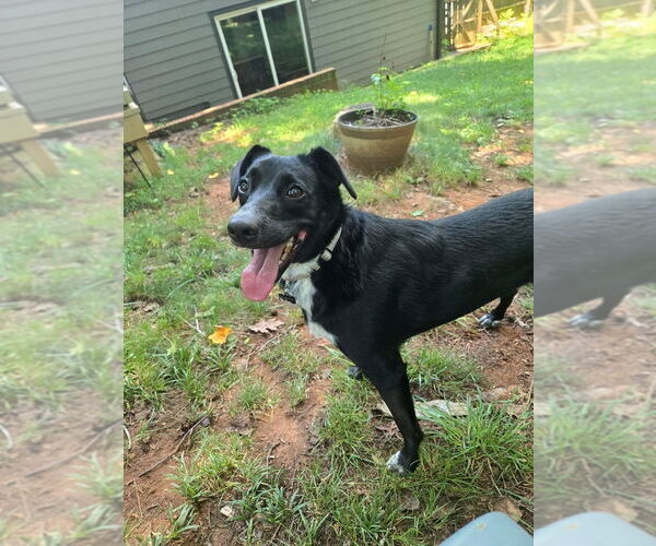 Medium Photo #2 Sheprador Puppy For Sale in Mooresville, NC, USA