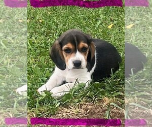 Beagle Puppy for sale in MINERAL POINT, WI, USA
