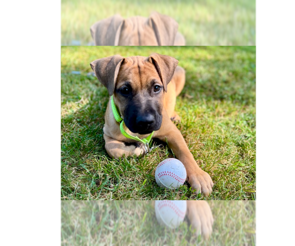 Medium Photo #4 Labrador Retriever-Unknown Mix Puppy For Sale in Brewster, NY, USA