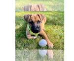 Small #3 Labrador Retriever Mix