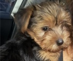 Puppy CutiesYorkie Yorkshire Terrier