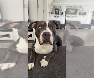 American Bully Dogs for adoption in EVERETT, WA, USA
