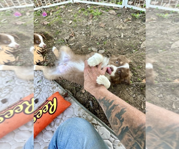 Medium Photo #5 Miniature Australian Shepherd Puppy For Sale in EXETER, MO, USA