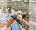 Small #4 Miniature Australian Shepherd