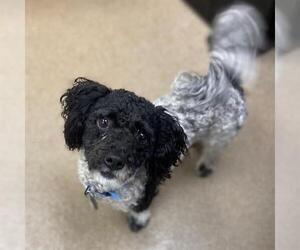 Poodle (Miniature) Dogs for adoption in Aurora, CO, USA