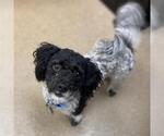 Small Poodle (Miniature)