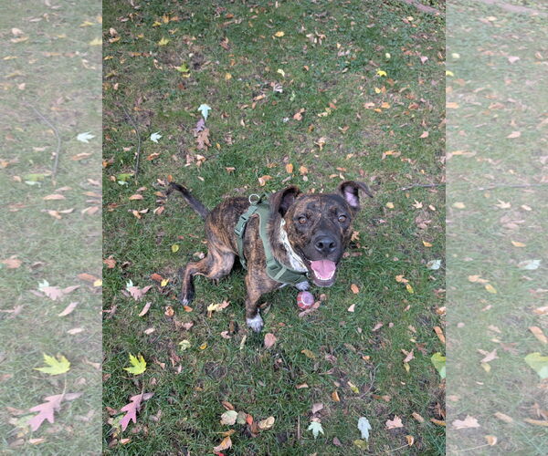 Medium Photo #1 Labrador Retriever-Plott Hound Mix Puppy For Sale in Minneapolis, MN, USA