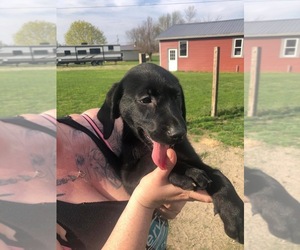 Labrador Retriever Puppy for sale in W MILLGROVE, OH, USA