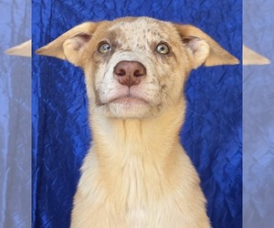 Australian Shepherd-Catahoula Leopard Dog Mix Dogs for adoption in Cuba, NY, USA