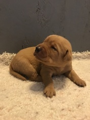Labrador Retriever Puppy for sale in PARIS, MO, USA