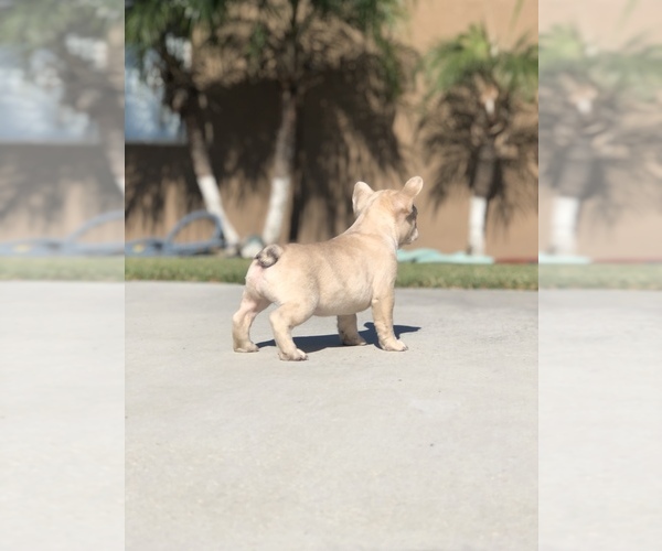 Medium Photo #3 French Bulldog Puppy For Sale in BLOOMINGTON, CA, USA