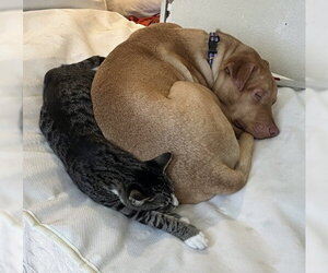 American Staffordshire Terrier-Chinese Shar-Pei Mix Dogs for adoption in Placerville, CA, USA