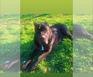 Mutt Dogs for adoption in Denton, TX, USA