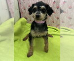 Small #2 Poodle (Miniature)