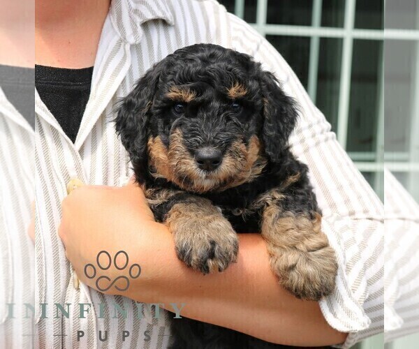 Medium Photo #3 Bernedoodle (Miniature) Puppy For Sale in LANCASTER, PA, USA