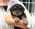 Small #2 Bernedoodle (Miniature)