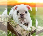 Small #3 French Bulldog