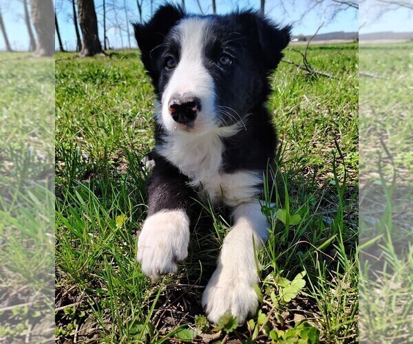 Medium Photo #8 Border Collie Puppy For Sale in NORBORNE, MO, USA