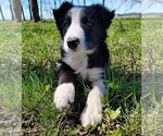Small #7 Border Collie