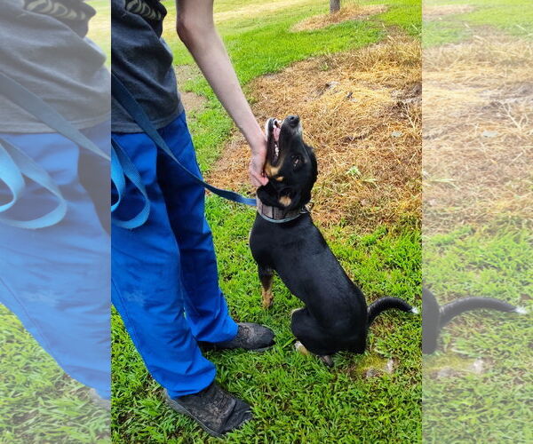 Medium Photo #3 German Shepherd Dog-Unknown Mix Puppy For Sale in Harrison, AR, USA