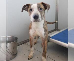 American Staffordshire Terrier-Unknown Mix Dogs for adoption in San Antonio, TX, USA