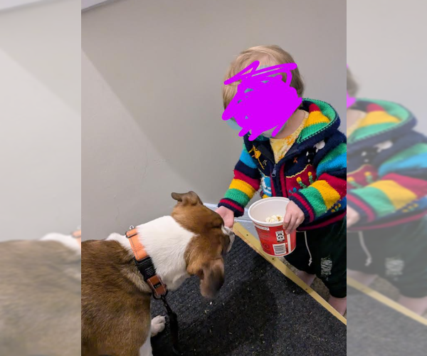 Medium Photo #5 American Foxhound-Anatolian Shepherd Mix Puppy For Sale in Brooklyn Center, MN, USA