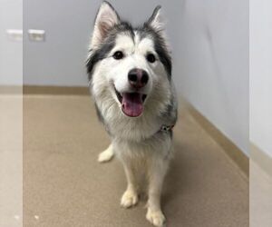 Siberian Husky Dogs for adoption in Aurora, CO, USA