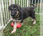 Small Photo #5 German Shepherd Dog Puppy For Sale in SAINT CLOUD, FL, USA