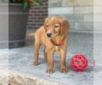 Small Photo #36 Golden Retriever Puppy For Sale in WOLCOTT, IN, USA