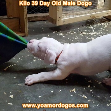 Medium Photo #105 Dogo Argentino Puppy For Sale in JANE, MO, USA