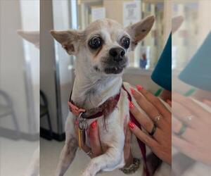 Chihuahua-Unknown Mix Dogs for adoption in Plano, TX, USA