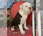 Puppy Peppermint Patt Olde English Bulldogge