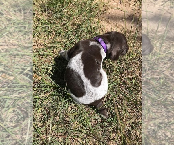 Medium Photo #8 German Shorthaired Pointer Puppy For Sale in BOERNE, TX, USA