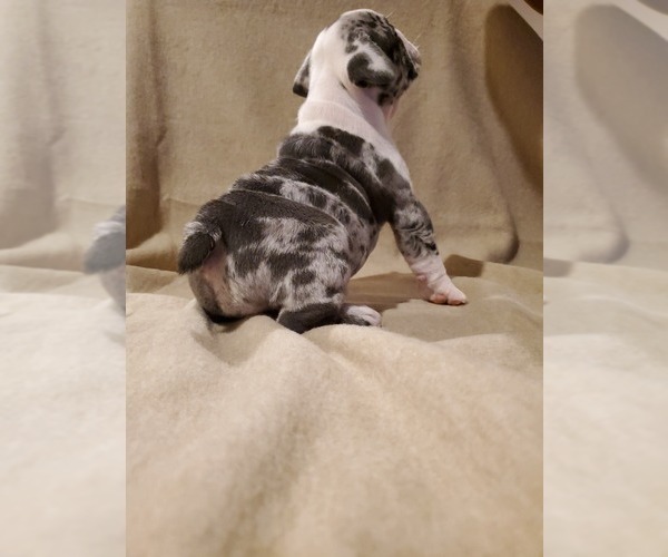Medium Photo #4 English Bulldog Puppy For Sale in WALDORF, MD, USA