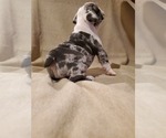 Small Photo #4 English Bulldog Puppy For Sale in WALDORF, MD, USA