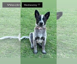 Mutt Dogs for adoption in Paso Robles, CA, USA