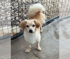 Cavalier King Charles Spaniel-Unknown Mix Dogs for adoption in Oak Bluffs, MA, USA