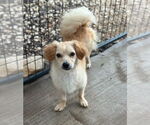 Small Cavalier King Charles Spaniel Mix