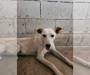 Labrador Retriever-Unknown Mix Dogs for adoption in El Centro, CA, USA