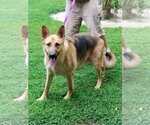 Small #1 German Shepherd Dog