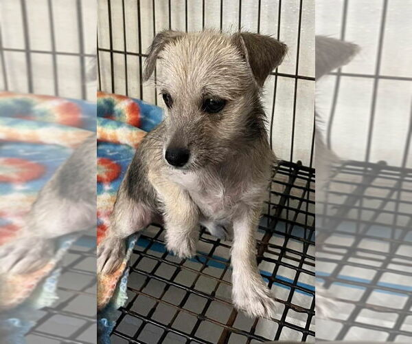Medium Photo #7 ShiChi Puppy For Sale in New York, NY, USA
