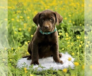 Labrador Retriever Puppy for sale in COATESVILLE, PA, USA