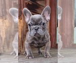 Small #1 French Bulldog