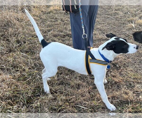 Medium Photo #4 Border Point Puppy For Sale in Belleuve, NE, USA