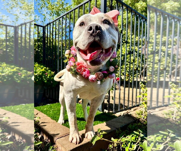 Medium Photo #11 American Bulldog-Unknown Mix Puppy For Sale in Redlands, CA, USA